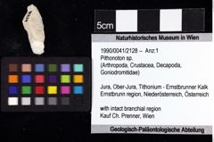 Foto (Objket + Etiketten) von Pithonoton sp. 